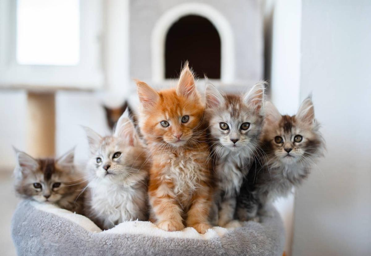  Maine Coon kittens sitting on a cat tree together.