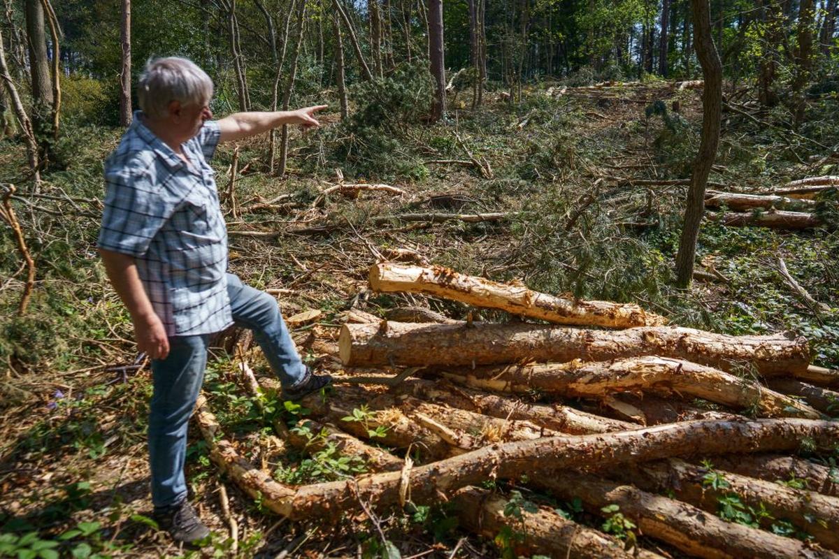  John Flowers at the site that he claims was wrongly cut down. (Tom Maddick via SWNS) 