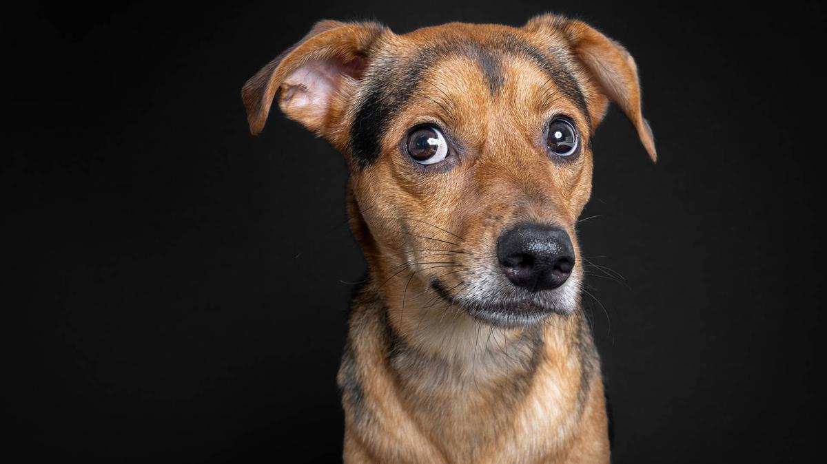 dog with funny expression.