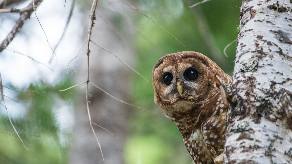 How redefining one word strips the Endangered Species Act's ability to protect vital habitat 