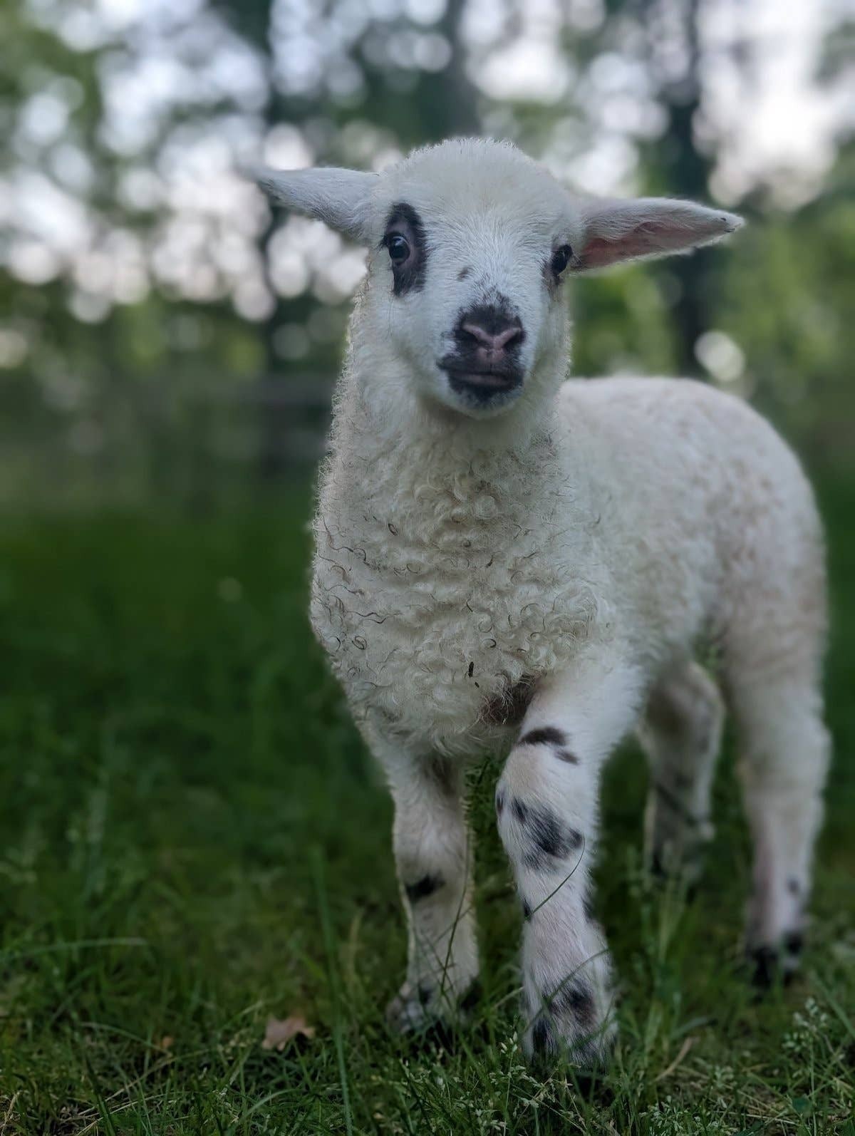  Clara the baby sheep standing in grass.