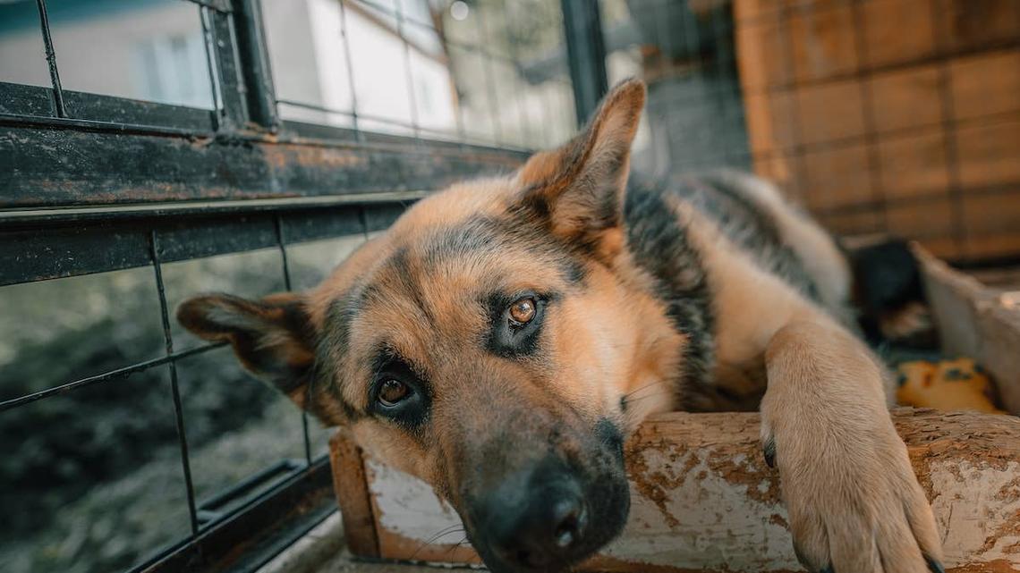 A German Shepherd sits in a shelter kennel. 
