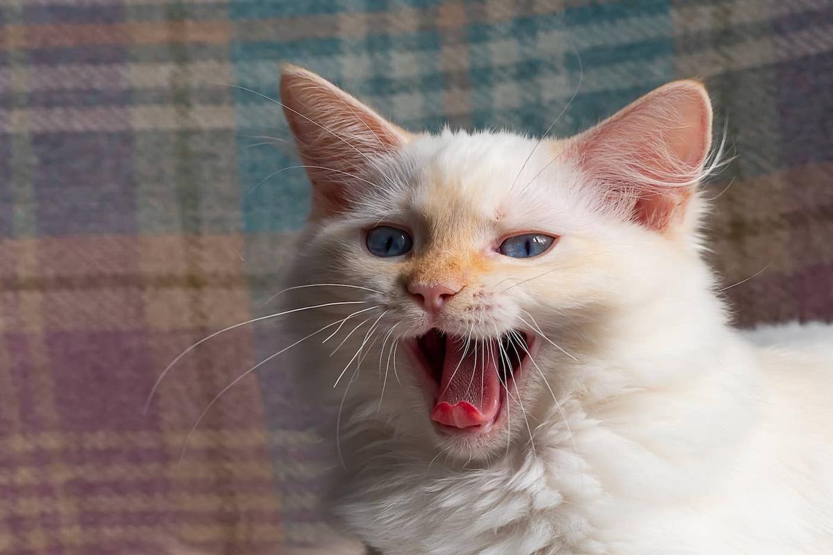  Orange-nosed Ragdoll kitten.