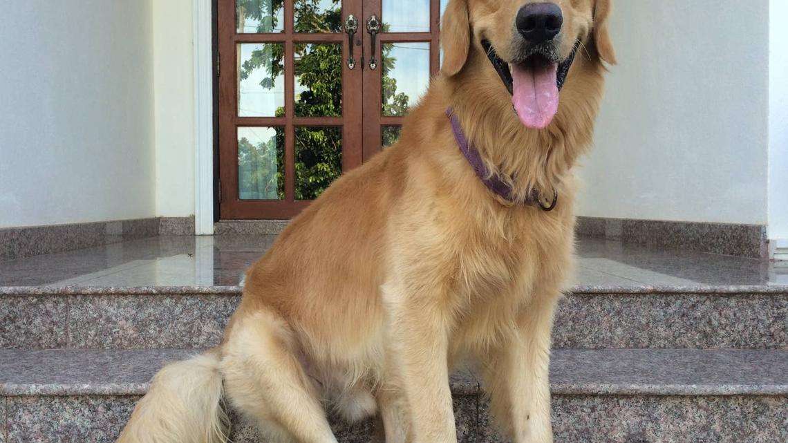Golden retriever sits in front of home.