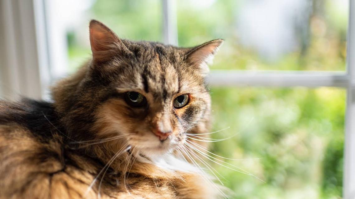 This Little Cat Spotted a 'Massive' Visitor at the Window and Refused to Back Down 