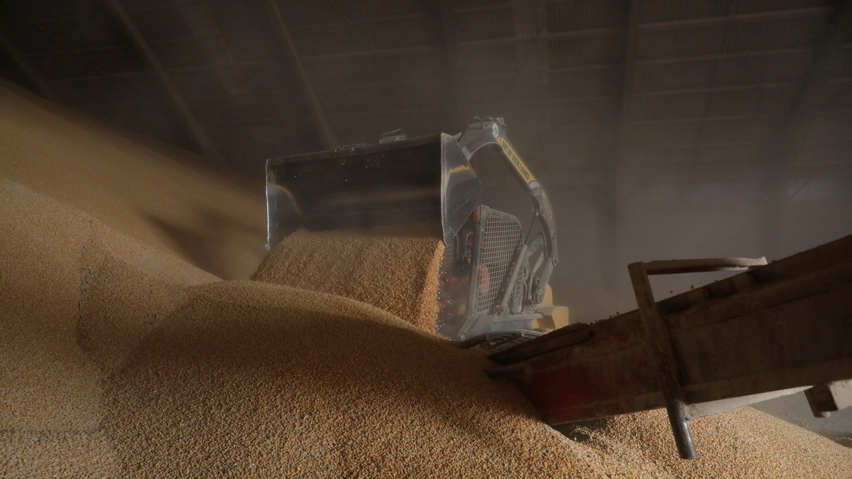An employee uses a skid-steer loader to push stored corn imported from Brazil to load a tractor trailer at a warehouse in the terminal port of Portimex in Tuxpan, in Veracruz state, Mexico February 21, 2018.  REUTERS/Henry Romero