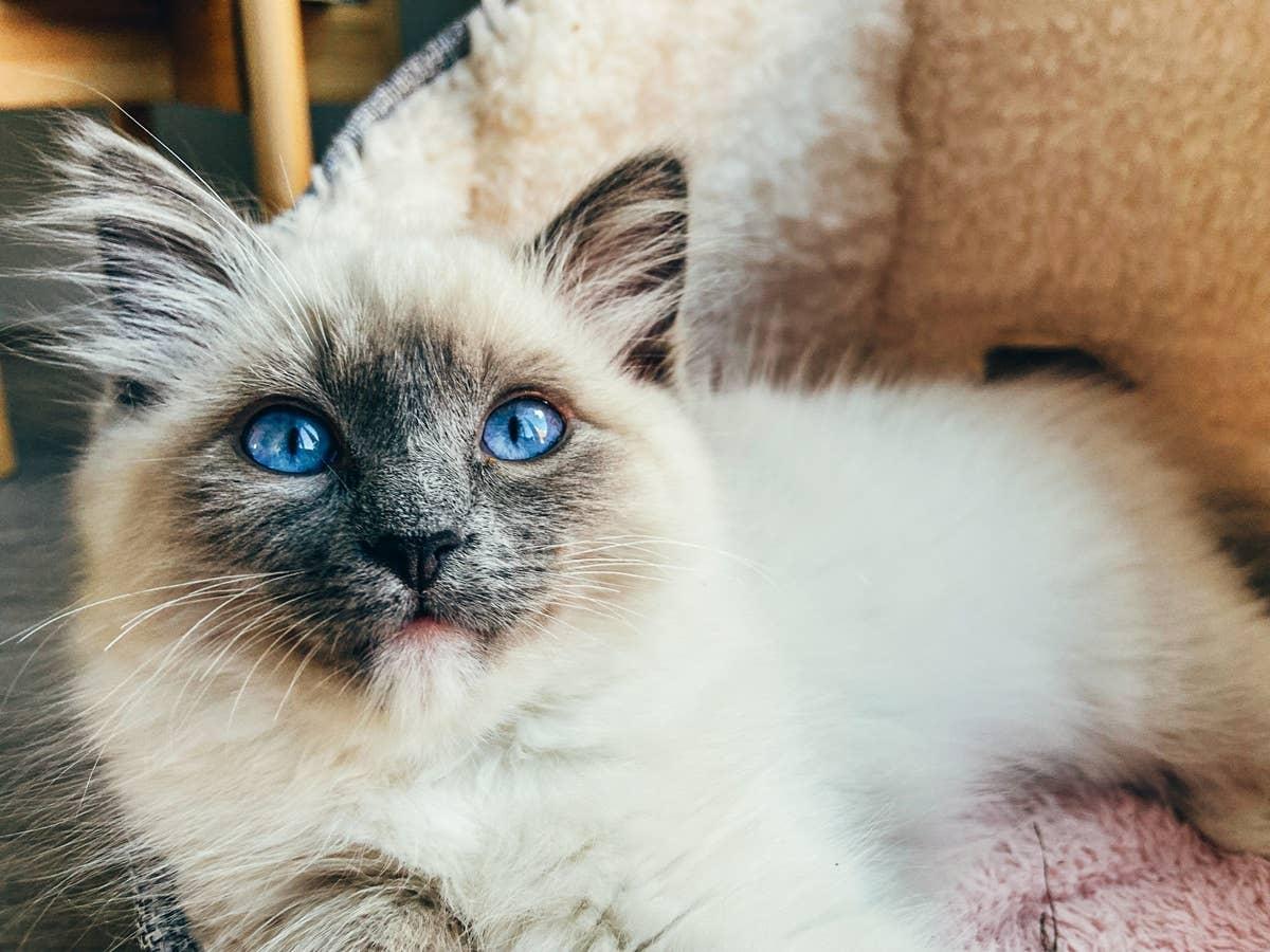  Ragdolls are gentle, affectionate cats often loved by dog lovers.