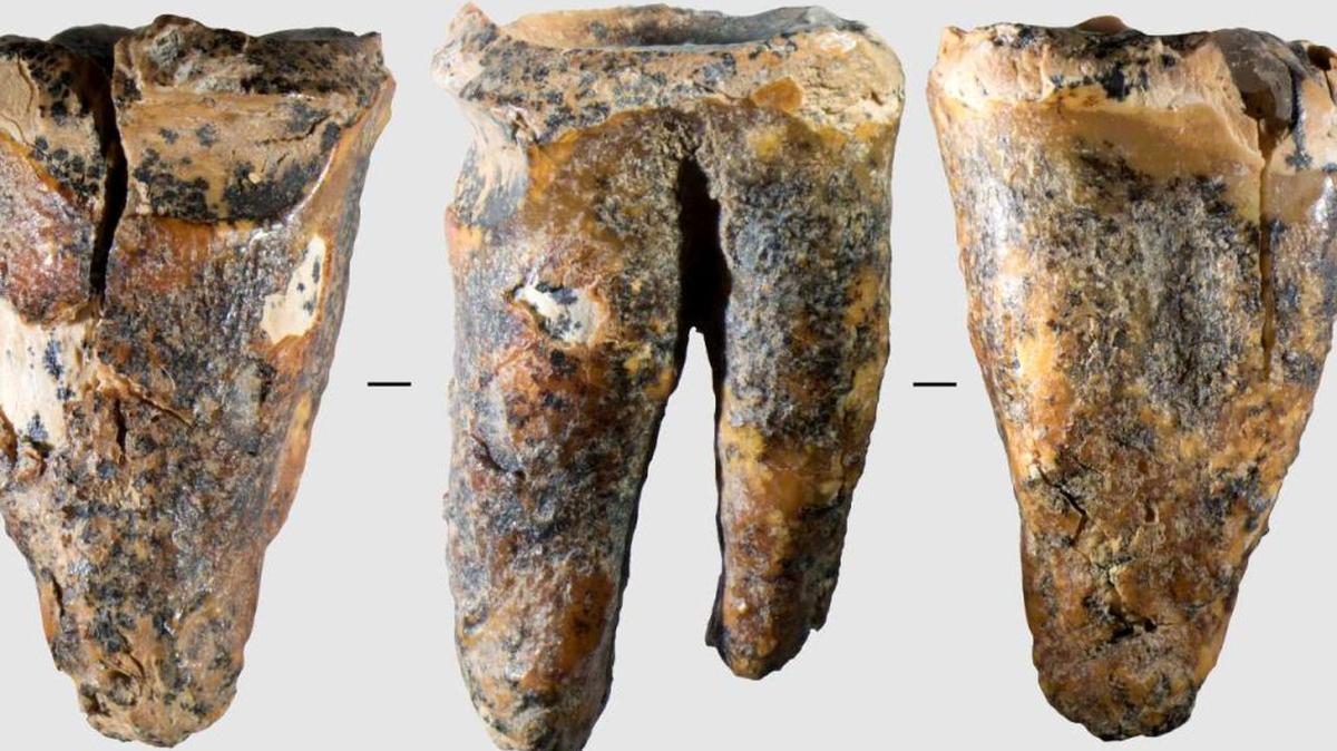 Chagyrskaya 64 molar tooth and its macro-features: View of the tooth in three projections. (Zubova et al. 2026 via SWNS). 
