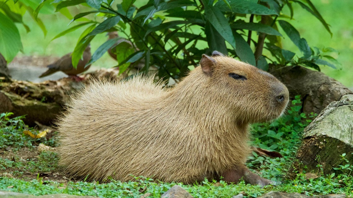 Clever Capybara Uses River Otters to Massage His Head While He Naps Like a King 