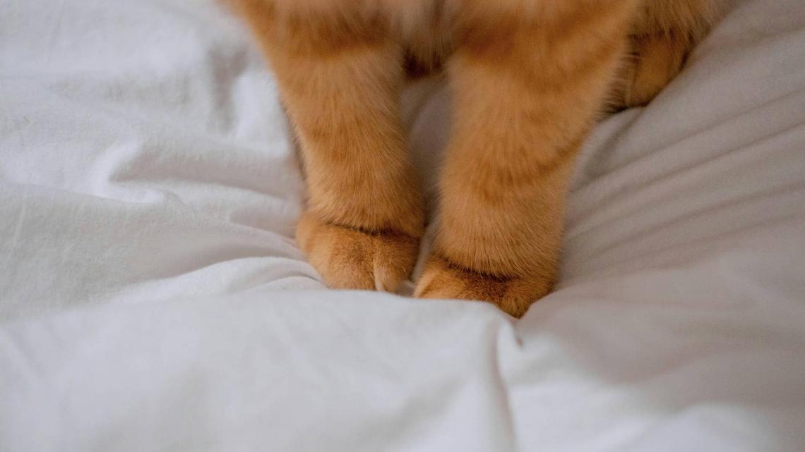 This Baby and 'Her' Orange Cat Share the Sweetest Bond and It's Melting Hearts 