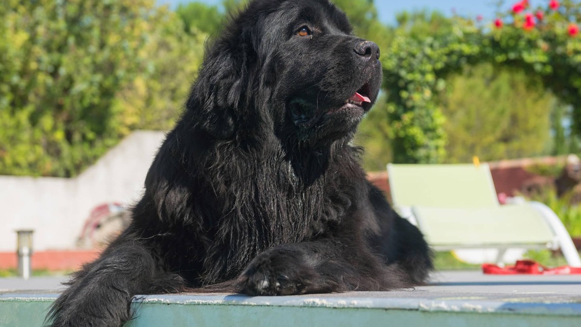 Newfoundland Goes for a Swim and Ends up Looking Like a 'Hairy Walrus'