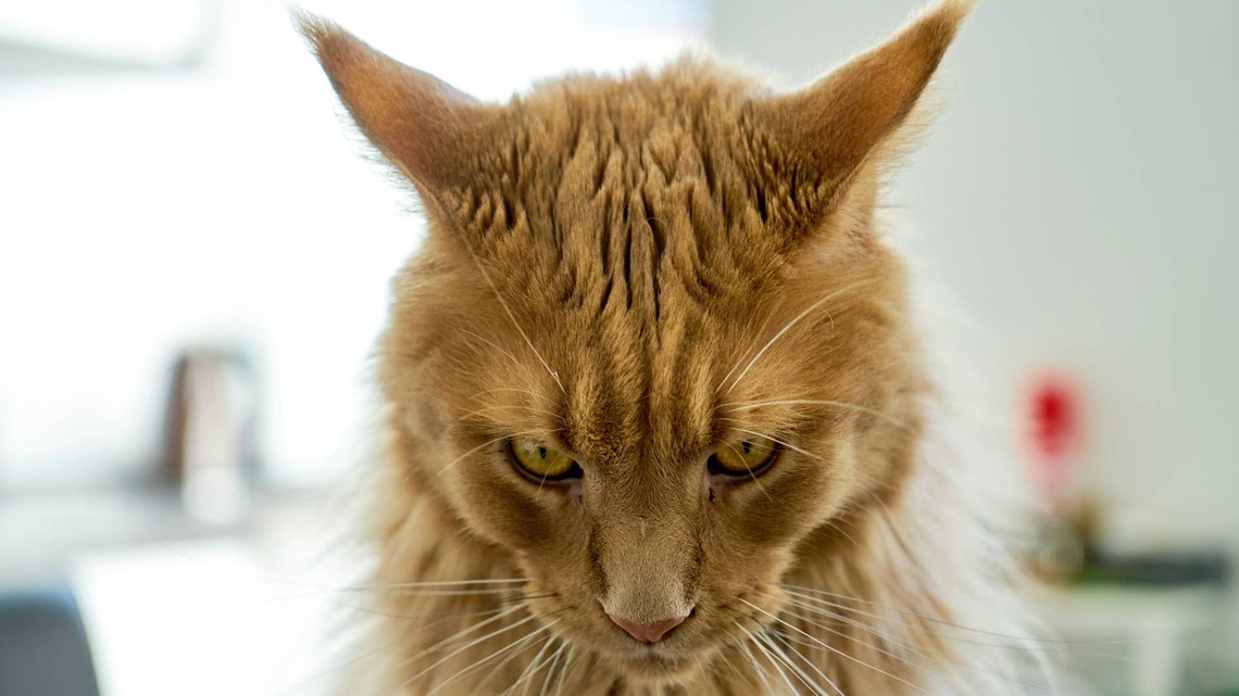This Maine Coon Goes Full 'House Lion' When Locked Out of Rooms, and It's Insane 