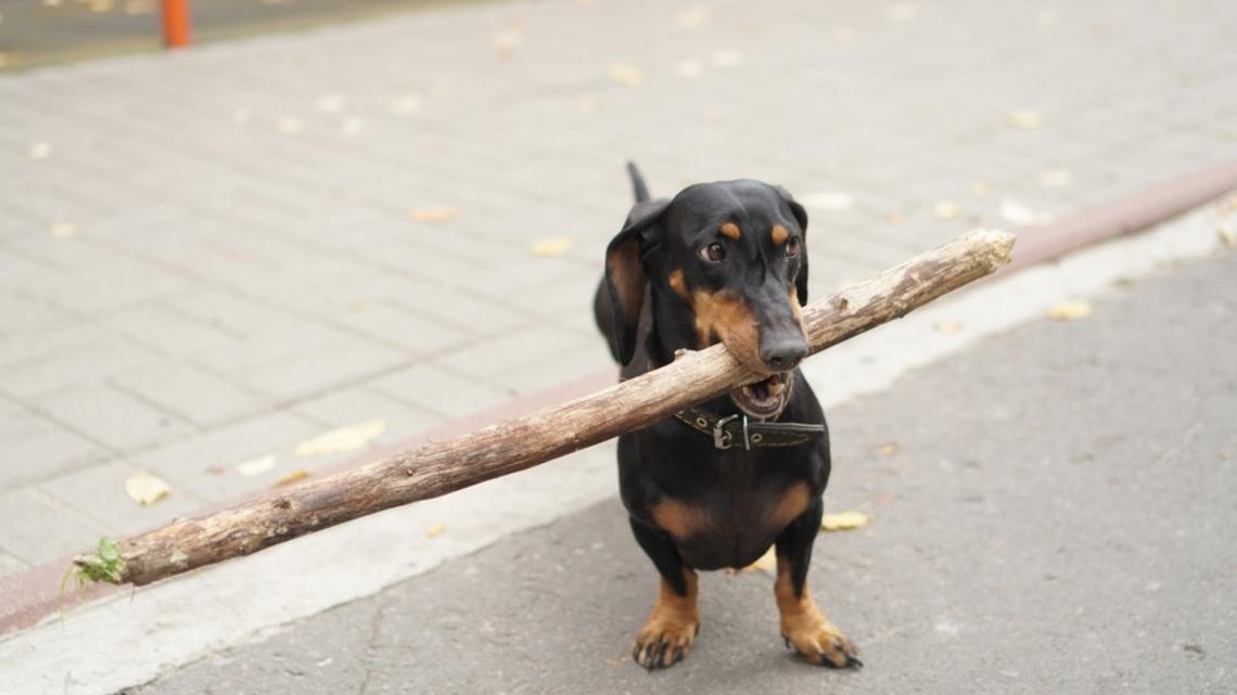 Dachshund Shows Off His 'Big Stick' to Walkers on the Streets of NYC and They All Approve 
