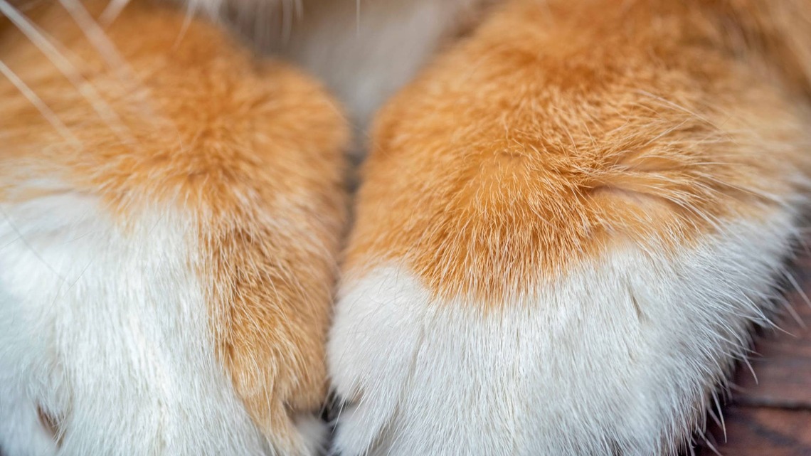 Brave Orange Cat Gives Birth to a Beautiful Basket of Buffalo Wings 