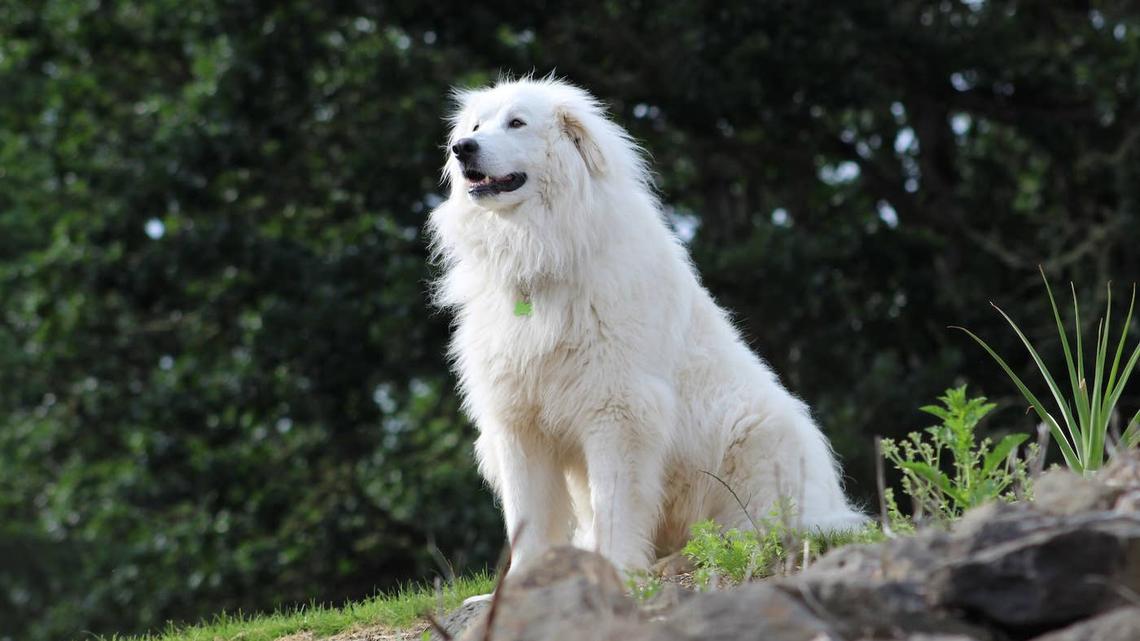 A happy Great Pyrenees smiling at sunset. 