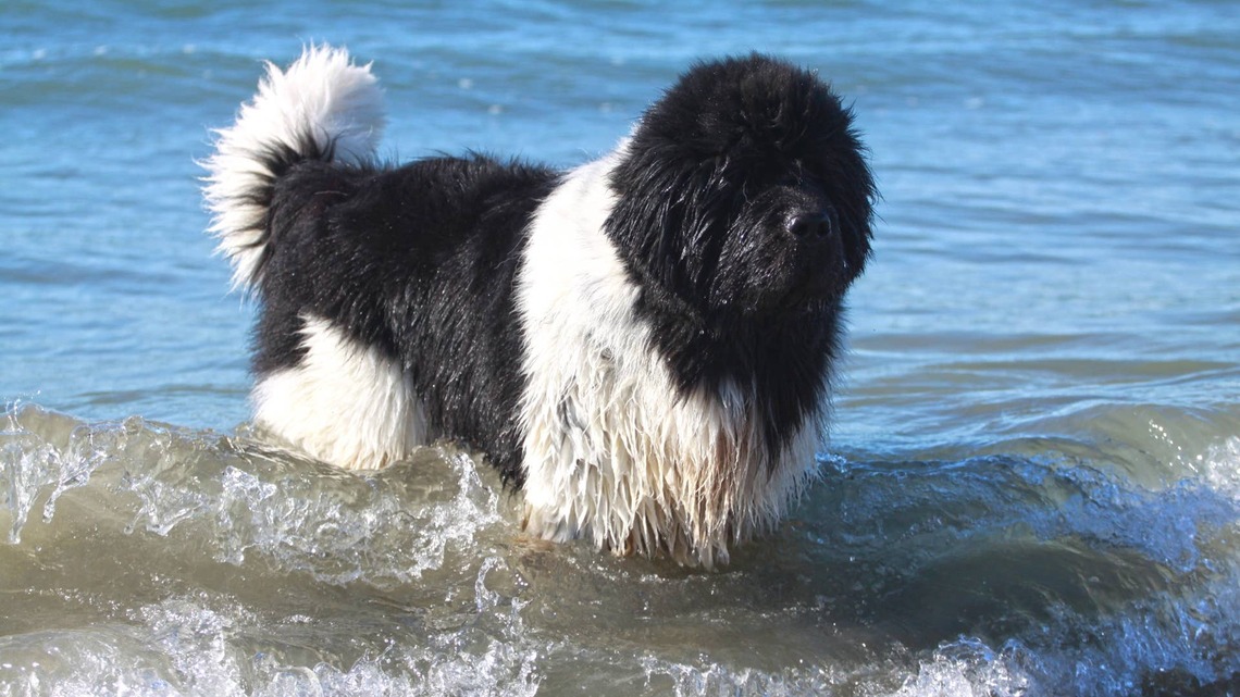 Why Does My Newfoundland Try To 'Rescue' Me in the Water? 