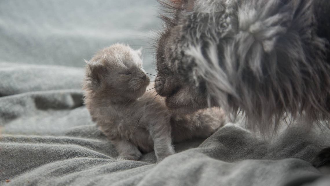 Mom Puts ‘Bottle Baby' Kitten in a Basket-but Her Maine Coon Still Finds a Way to Play 