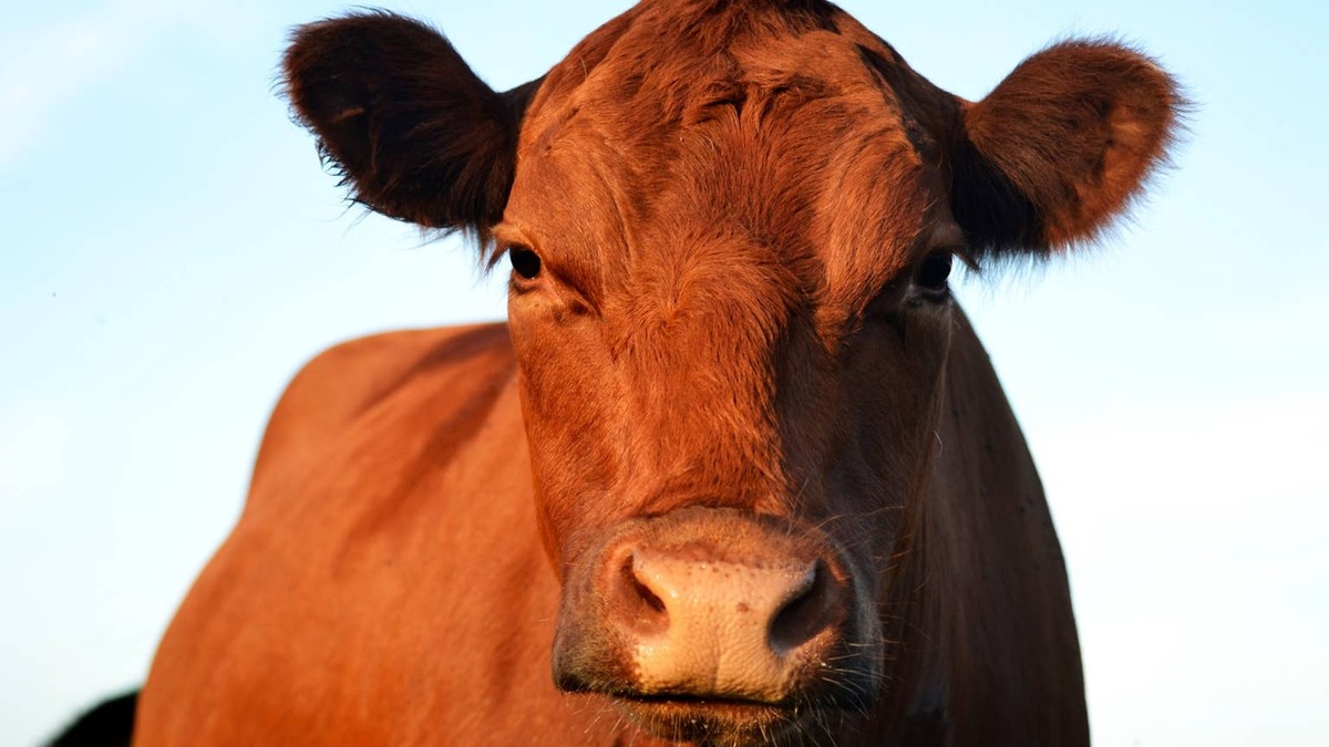 cow. 