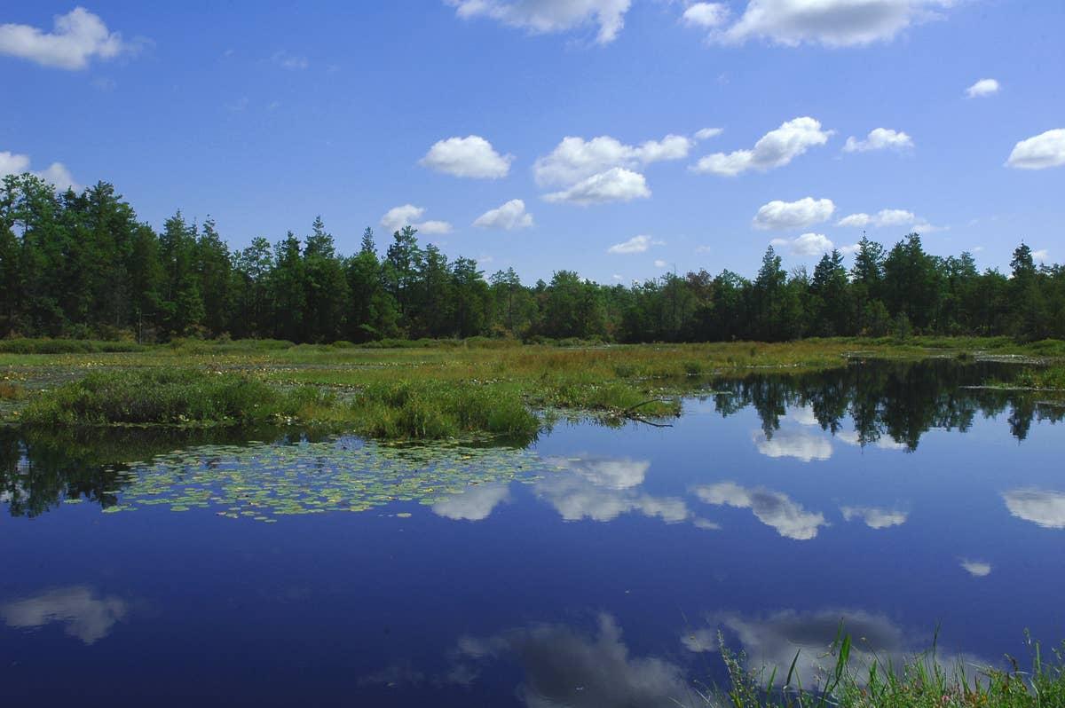  The New Jersey Pinelands is rattlesnake habitat.