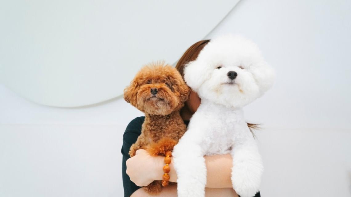Daycare Dogs Pose With Their ‘Mini-Mes' and We've Never Seen Anything So Cute 