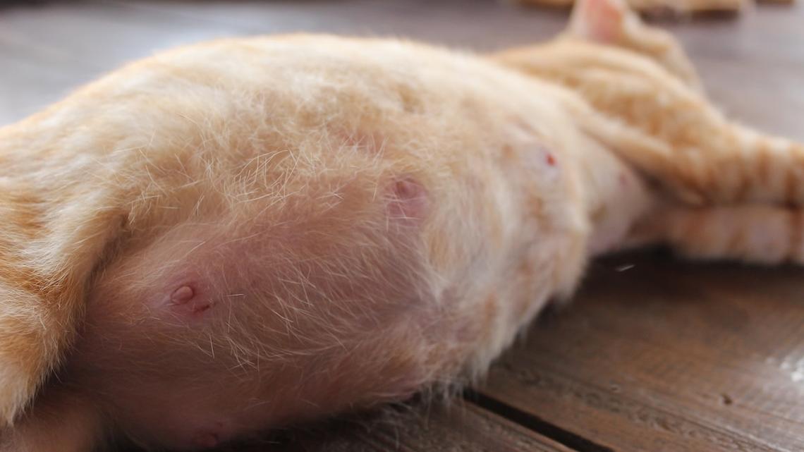 Pregnant Cat in the Universal ‘Tired of Being Pregnant' Pose Has Moms Everywhere Cracking Up 