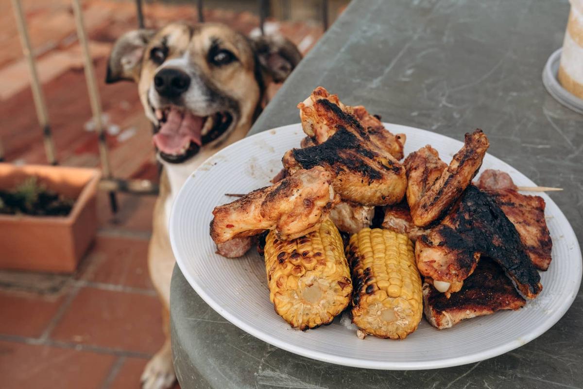  Dog behind a plate of BBQ food.