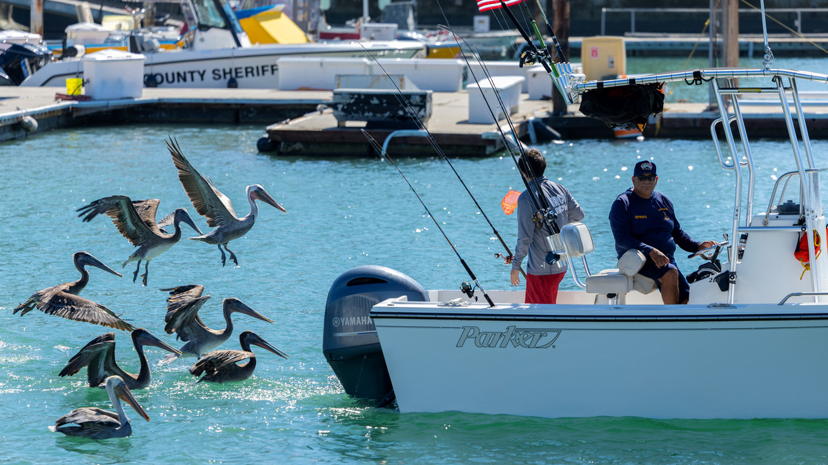 Exotic species appear off California thanks to an unusually strong El ...