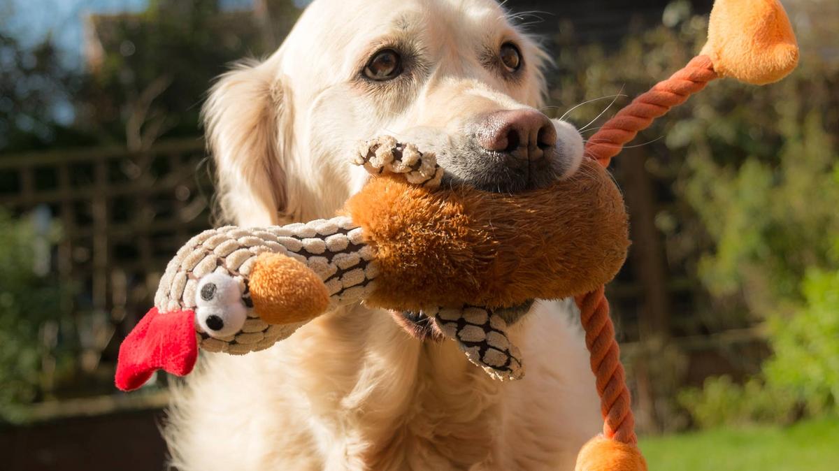 Dog holding a toy in their mouth.