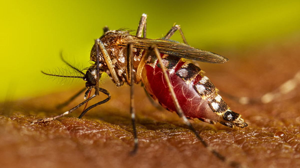 The Aedes aegypti mosquito is notorious for biting people around the ankles. It can also transmit diseases like yellow fever, zika and dengue. (CDC/TNS)