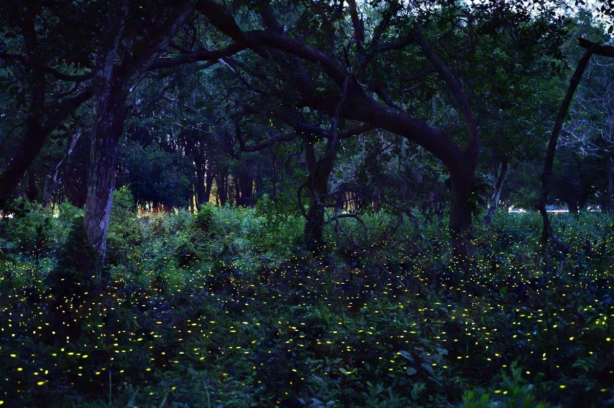  Fireflies flying around in a backyard.