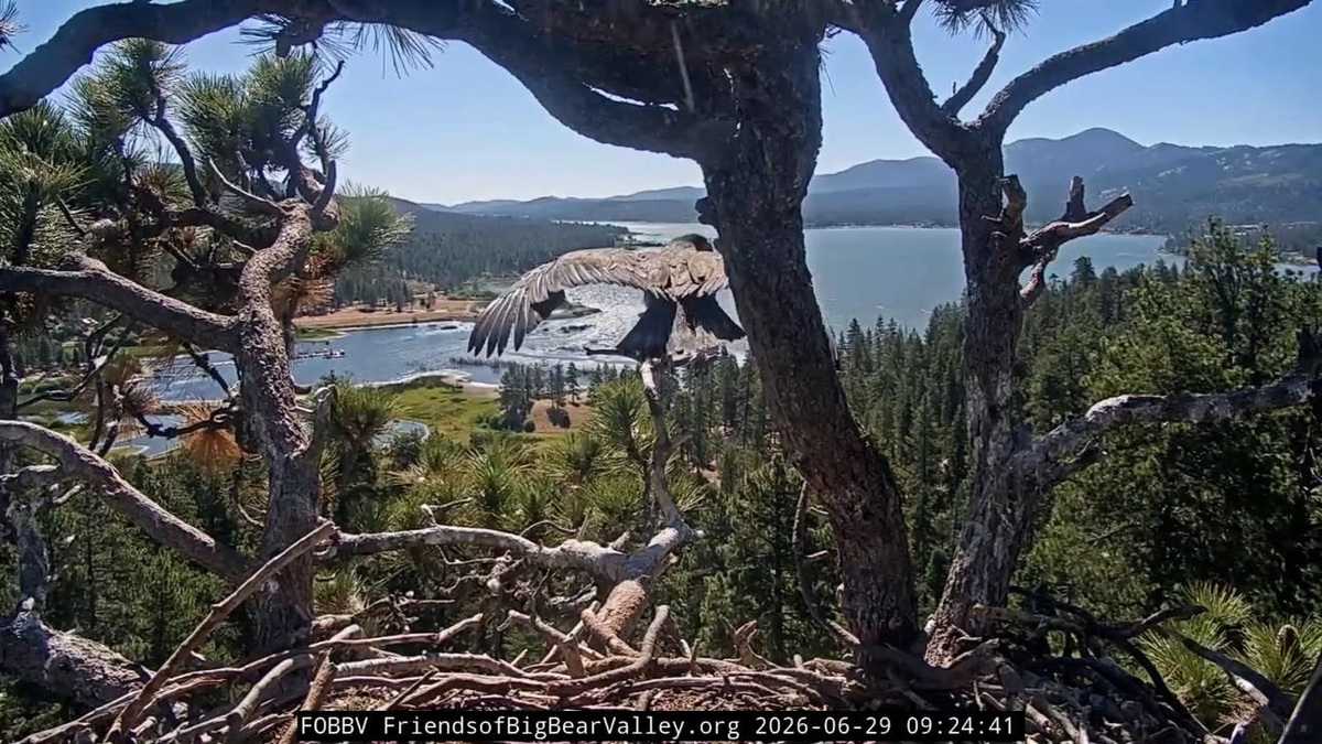 Jackie and Shadow's eaglets were seen fledging, or leaving the nest, for the first time on the Big Bear Valley Eagle Nest Cam.