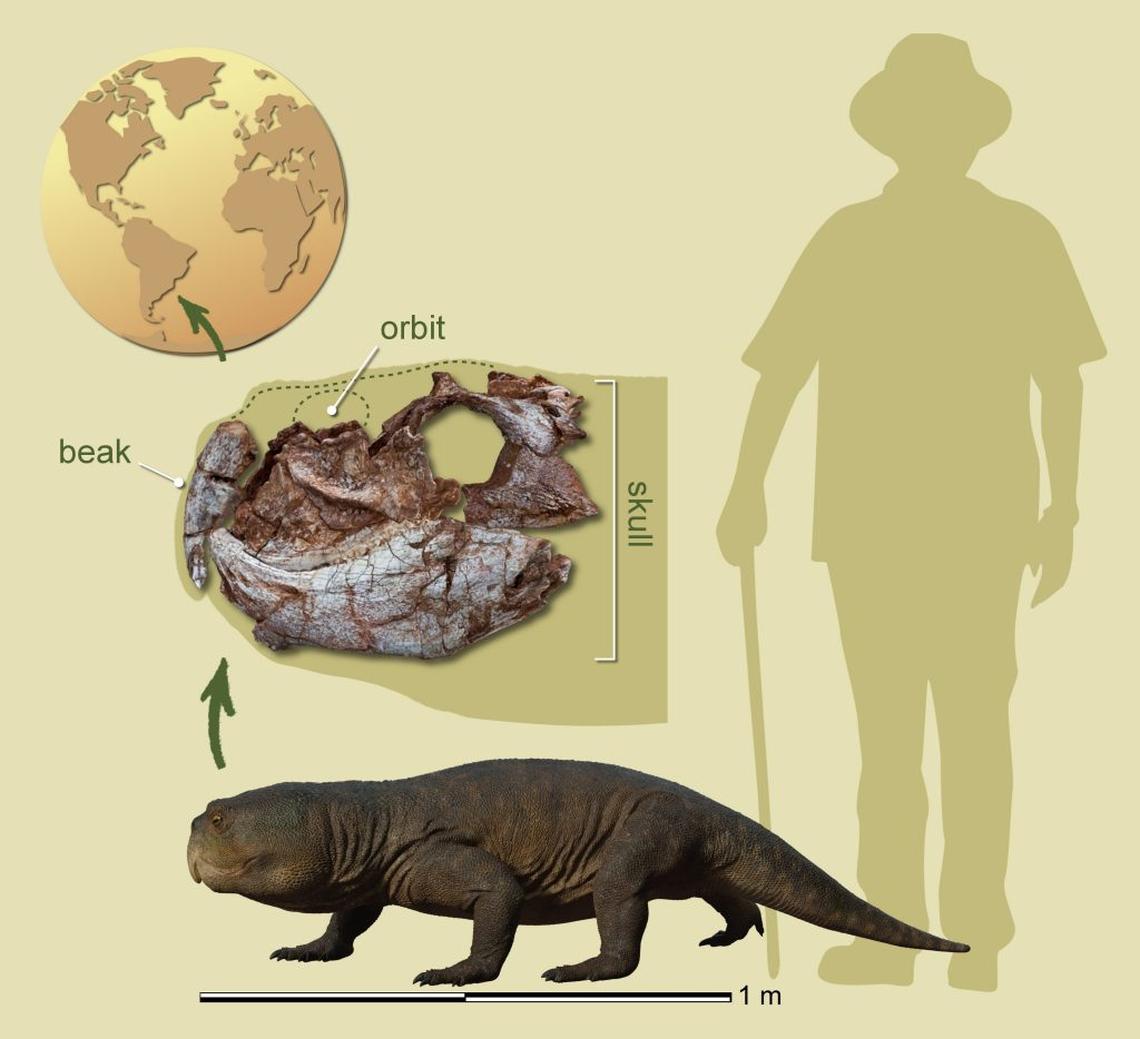  They are four-legged herbivorous reptiles characterized by the presence of a pointed beak and a unique chewing apparatus. (Mauricio Garcia via SWNS) 