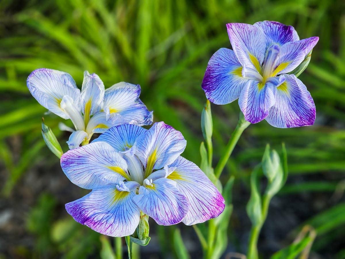  Irises are a flower that won't attract hummingbirds to your garden.