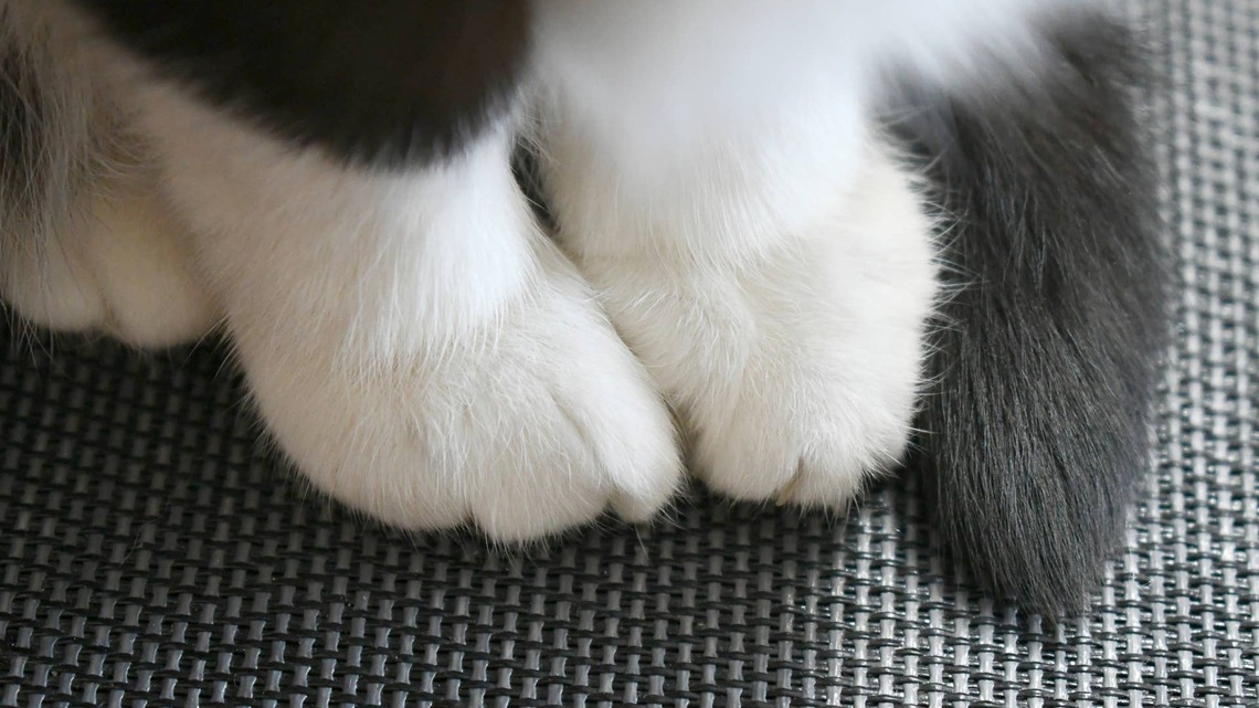 Little Tuxedo Kitten Has Whiskers That Looks Like Crinkle Cut French Fries 