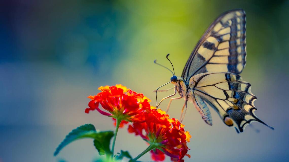 What Really Happens Inside a Cocoon Will Change How You See Butterflies 