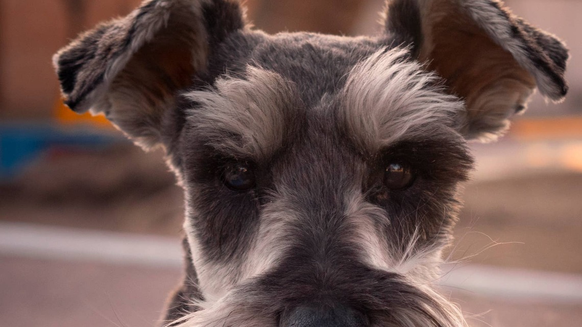 Schnauzer's Epic Human-Like Side-Eye Makes Him Look Just Like 'Somebody's Uncle' 