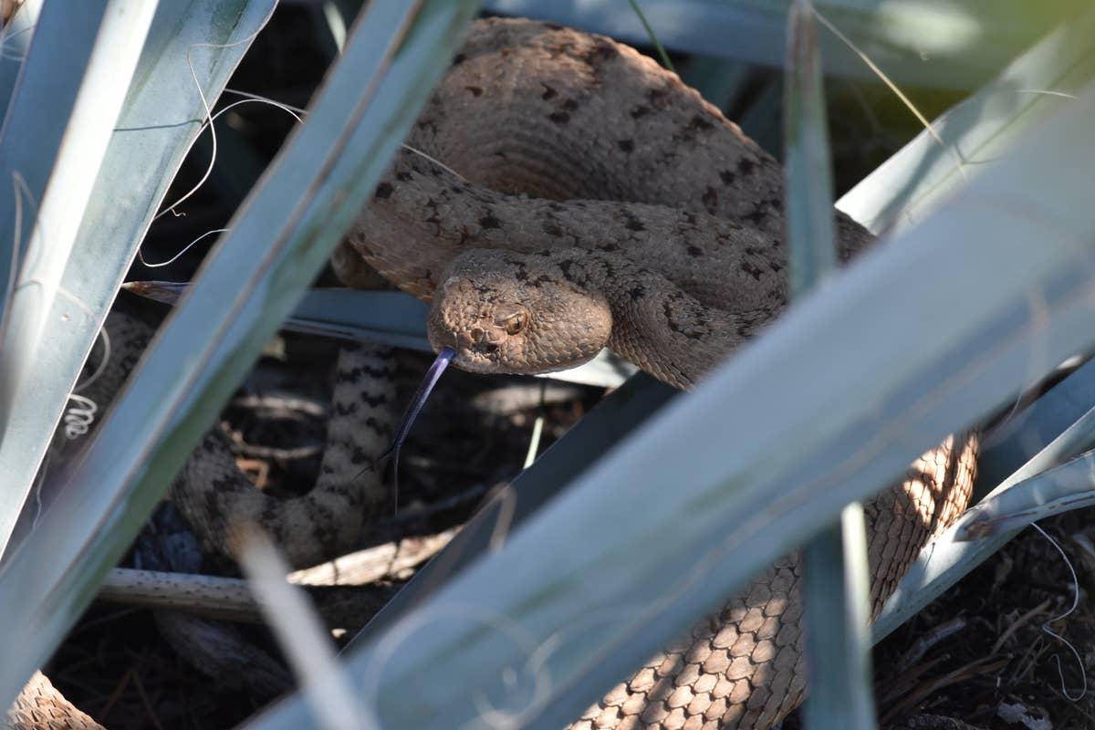  A rattlesnake in a residential yard, showing why caution is essential outdoors.