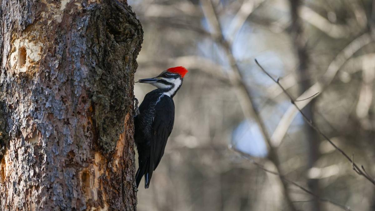 A female Pileated Woodpecker seen on a tree. 