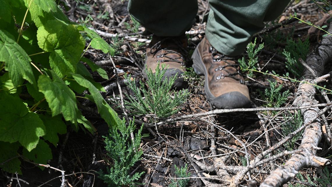 If giant sequoias are dying out, why are there thousands of seedlings and saplings?