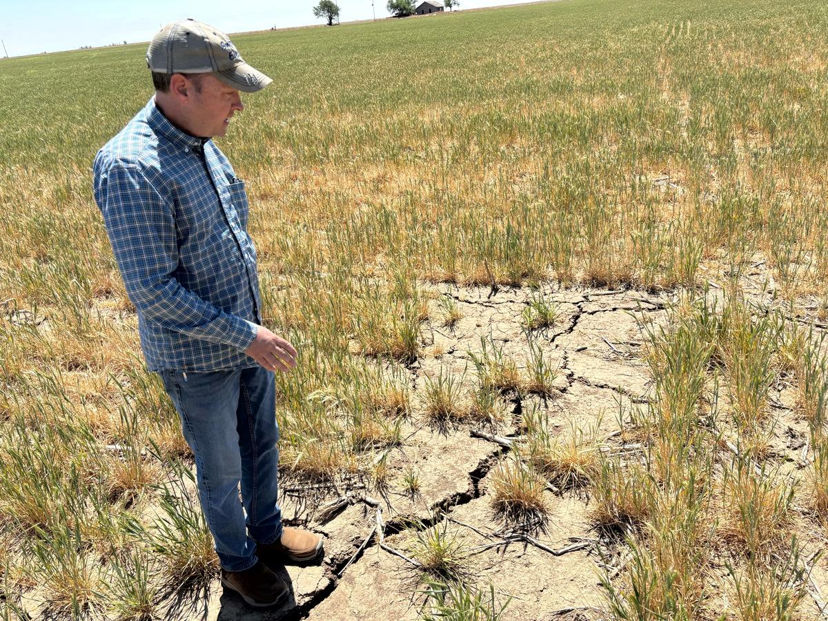Scott Irlbeck inspects drought-hit wheat fields on his farm in Tulia, Texas, U.S.,  April 21, 2026. REUTERS/Tom Polansek