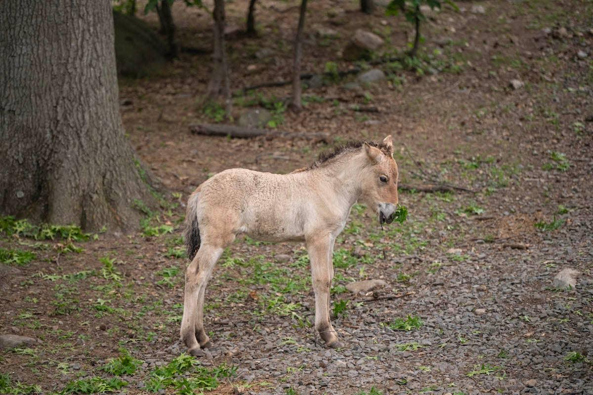  Przewalski's horse foal standing.