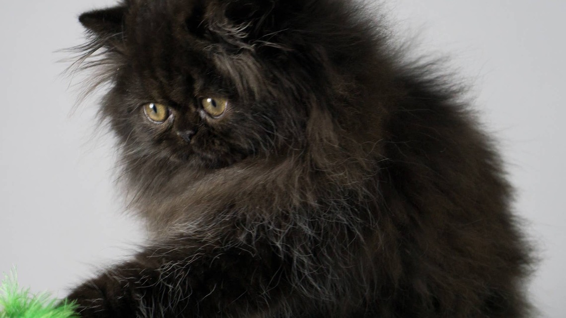 Adorable Kitten Looks Just Like the Cutest Ball of Lint 