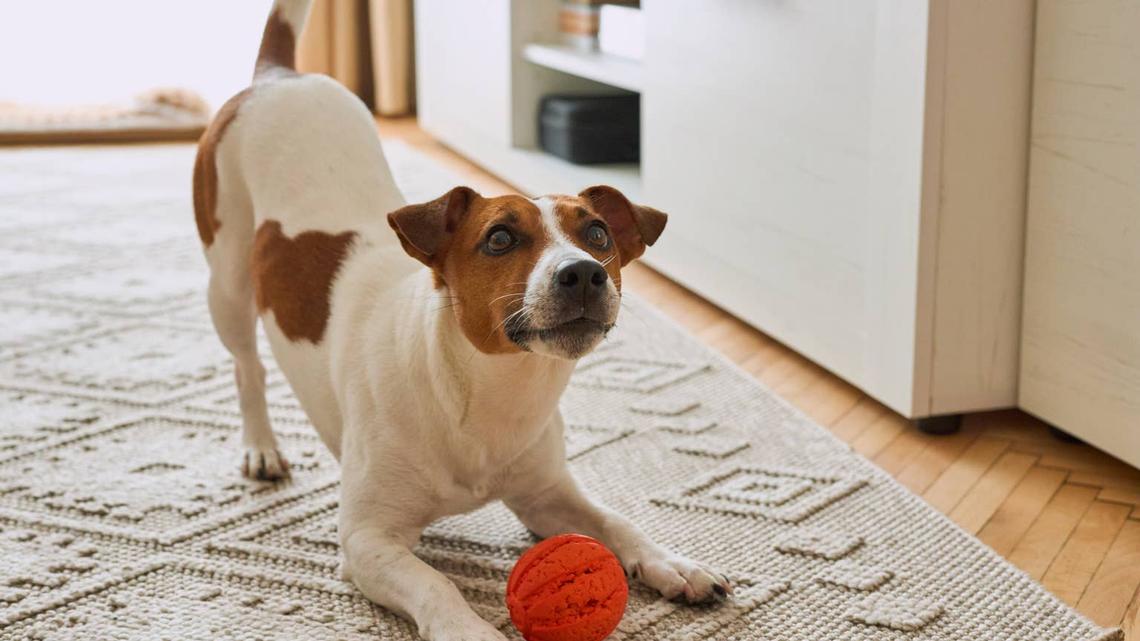 This New Study Reveals Why Playing With Your Dog Is So Important 