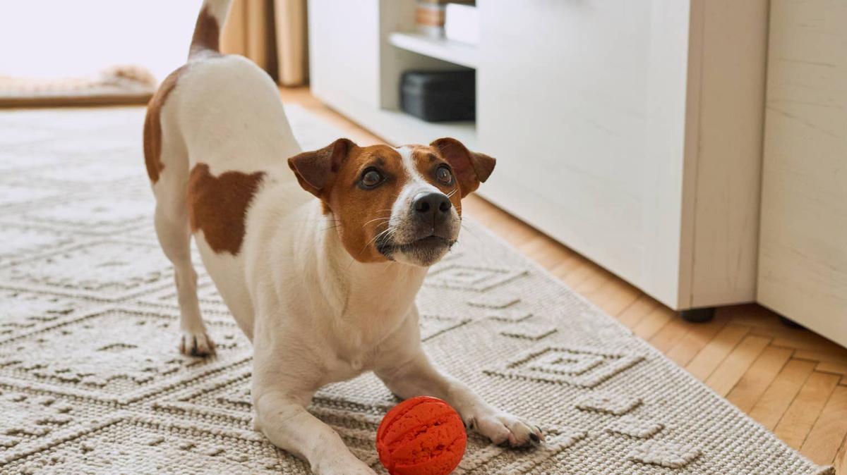 jack russel playing with ball.