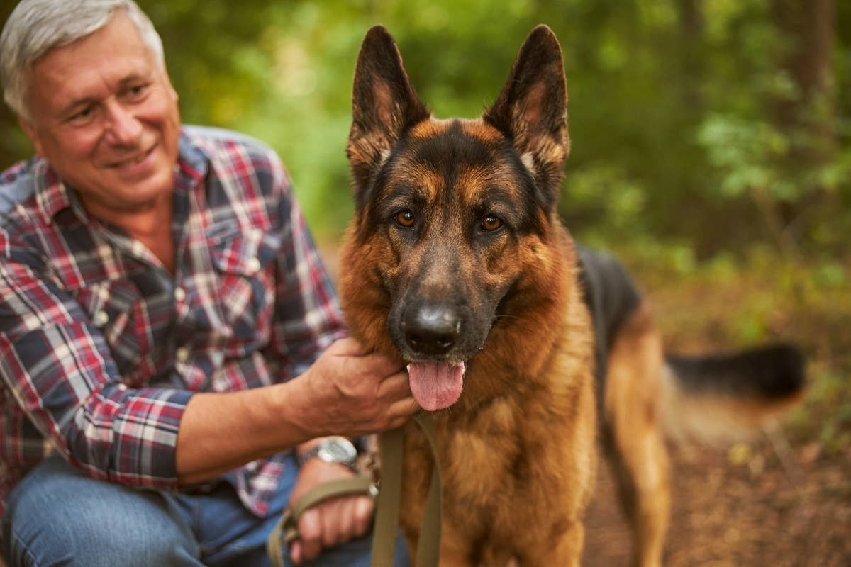  German Shepherds are one of the best protective dogs for seniors to have.