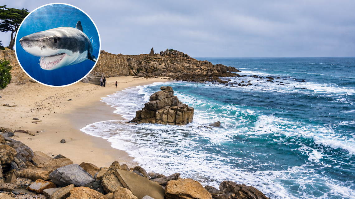 New Shark Warning Grips California Beach Where Swimmer Was Killed 