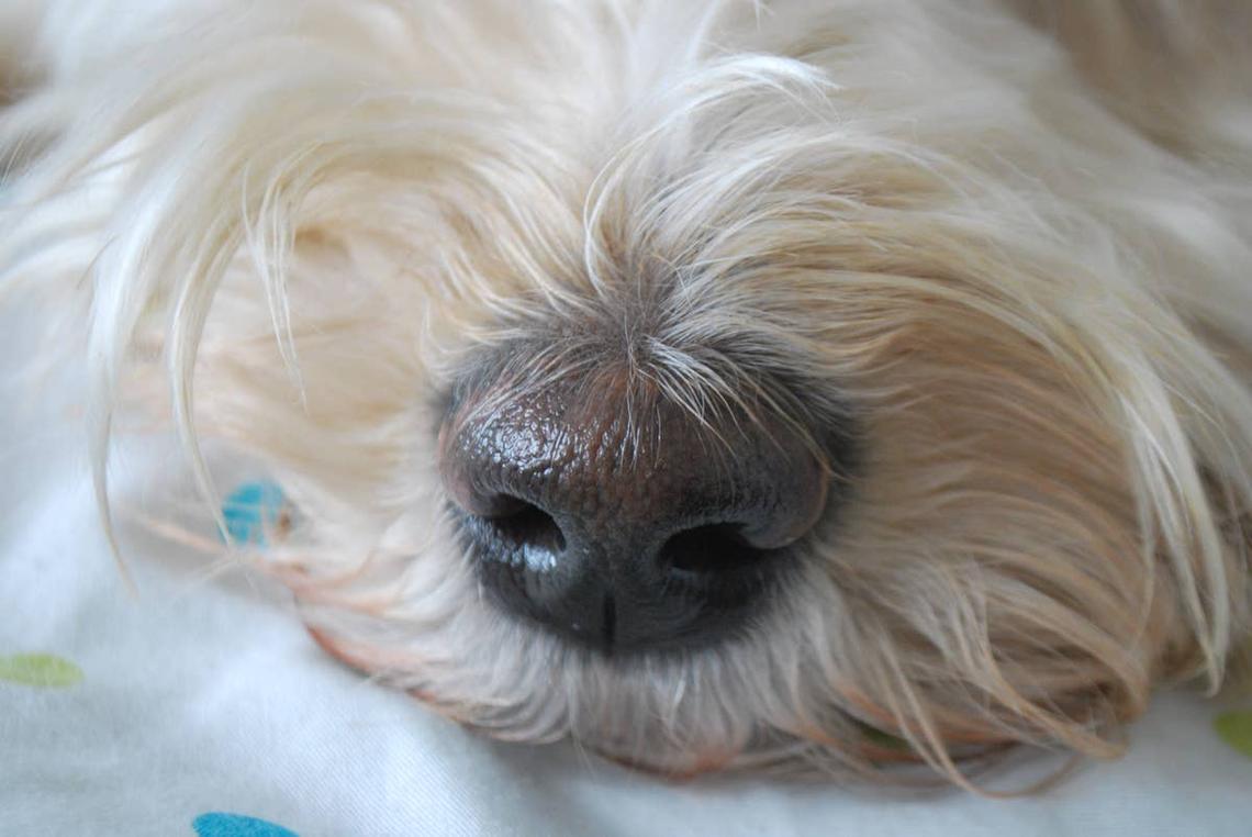  Close-up of white dog nose.