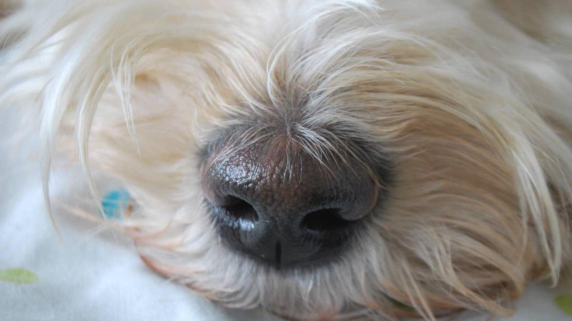 Close-up of white dog nose.