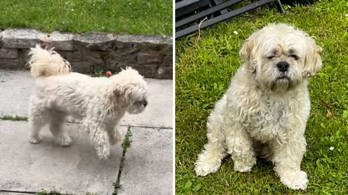 Screenshots from a June 16 TikTok video of dog walking with his paw lifting, causing concern for his family.