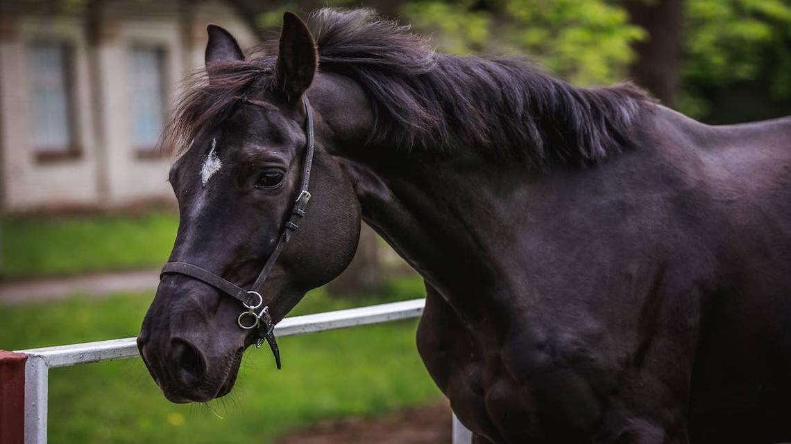 Precious Horse Thinks Human Is ‘Her Baby' and Becomes the Best Protector 